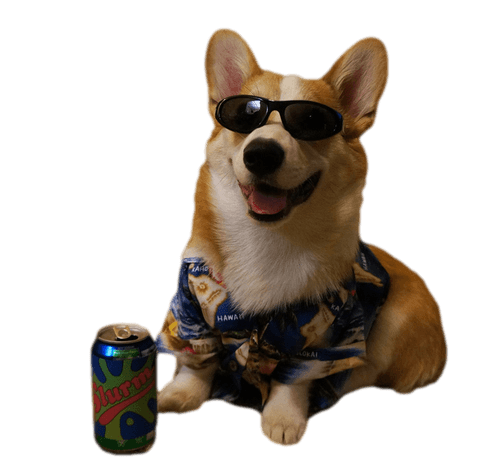 corgi