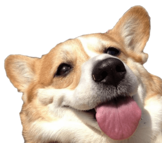 blep corgi