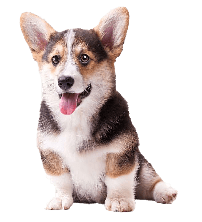 cute corgi