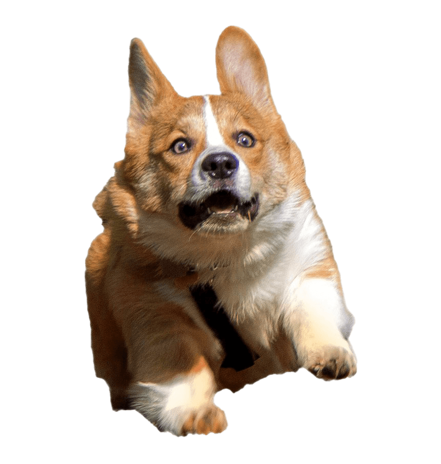 running corgi