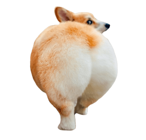 corgi
